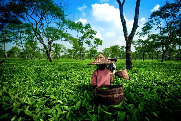 সীমিত বৰষুণ আৰু উচ্চ উষ্ণতাৰ বাবে অসমত চাহৰ উৎপাদন হ্ৰাস পোৱাৰ বিপৰীতে বংগত ই ফুলি উঠিছে।