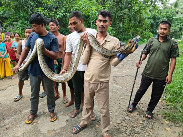 ৰাঙলুৰ হাবিগাঁৱত প্ৰকাণ্ড আজগৰ উদ্ধাৰ।