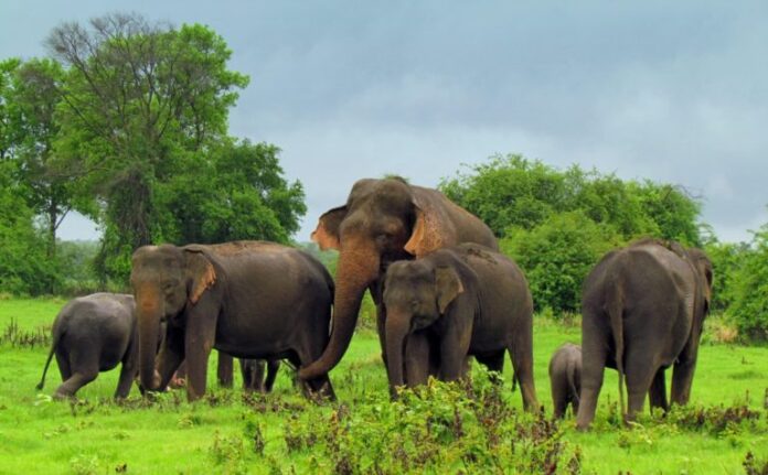 যোৱা বছৰৰ তুলনাত তামিলনাডুত হাতীৰ সংখ্যা ১০০টা বৃদ্ধি।